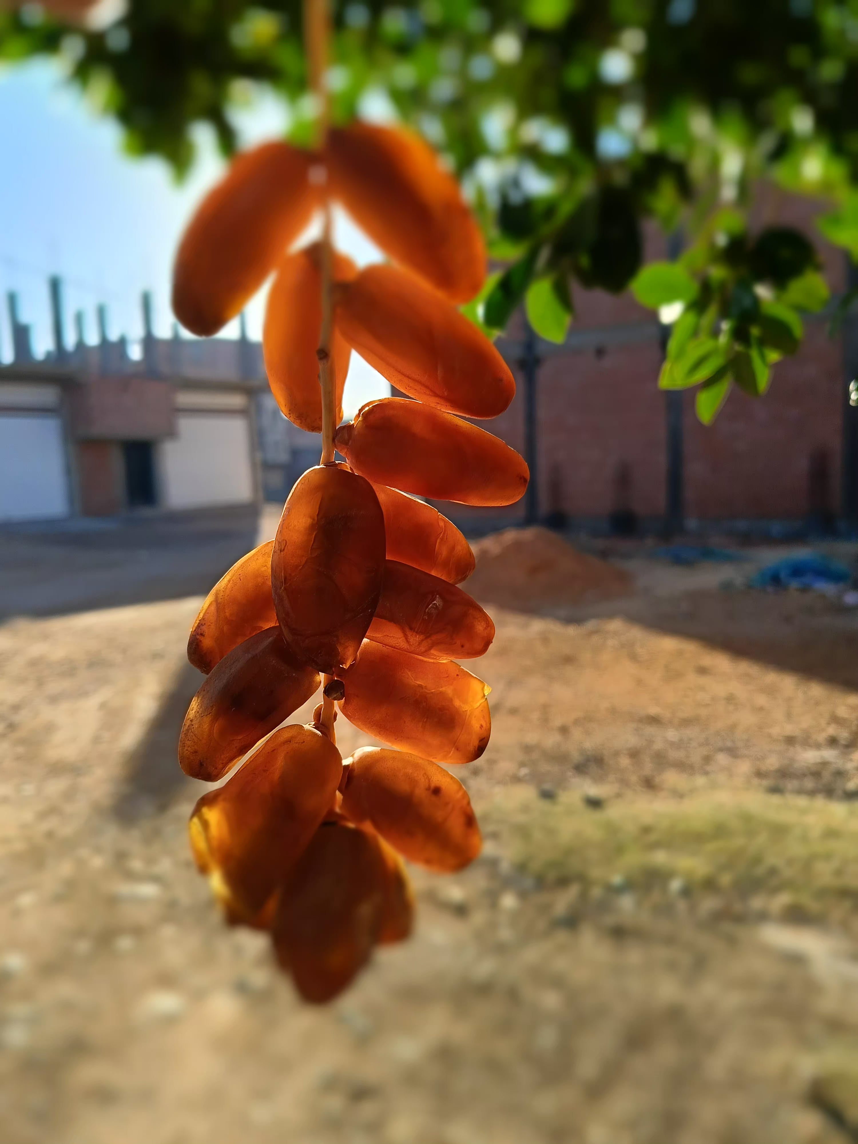X سبلة حرف