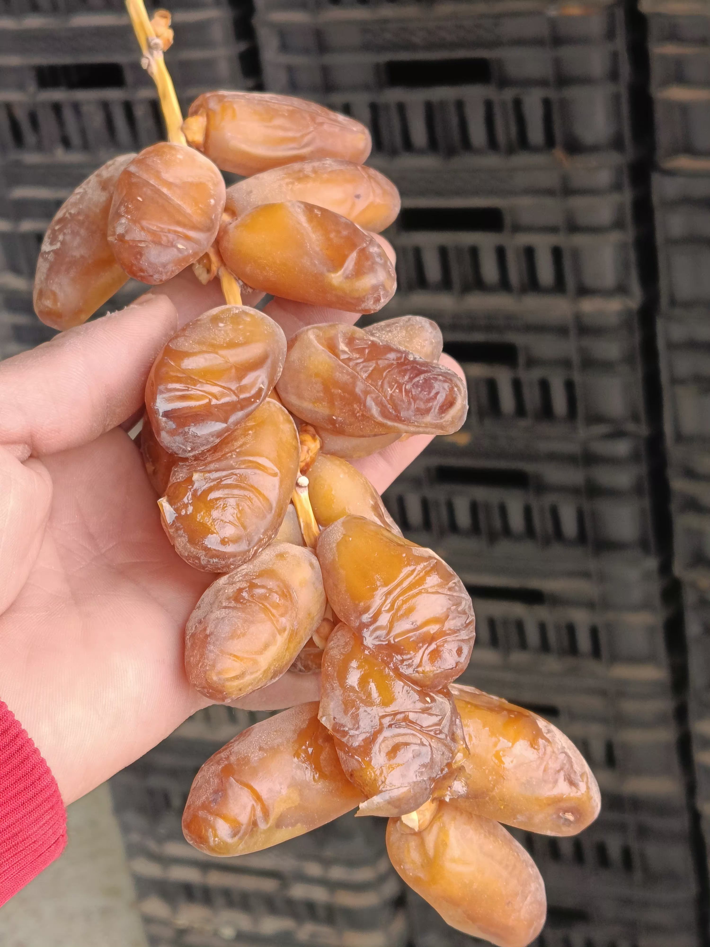 شمروخ درجة أولى