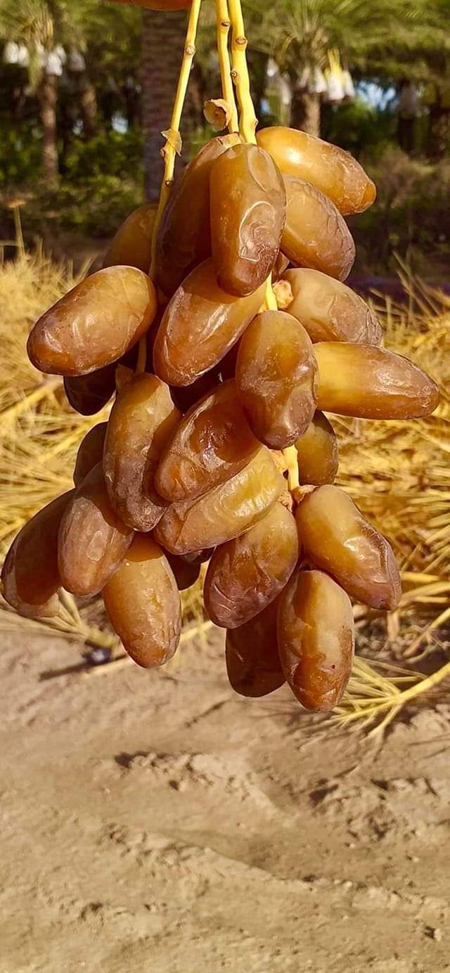 عرجون نوعية ممتازة