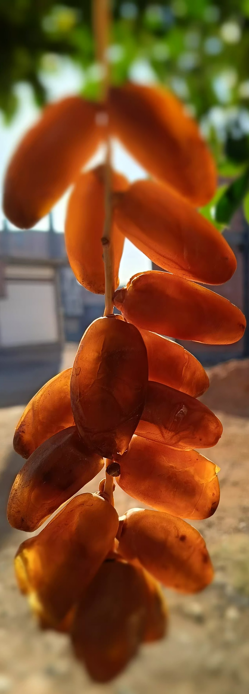 سبلة جودة ممتازة