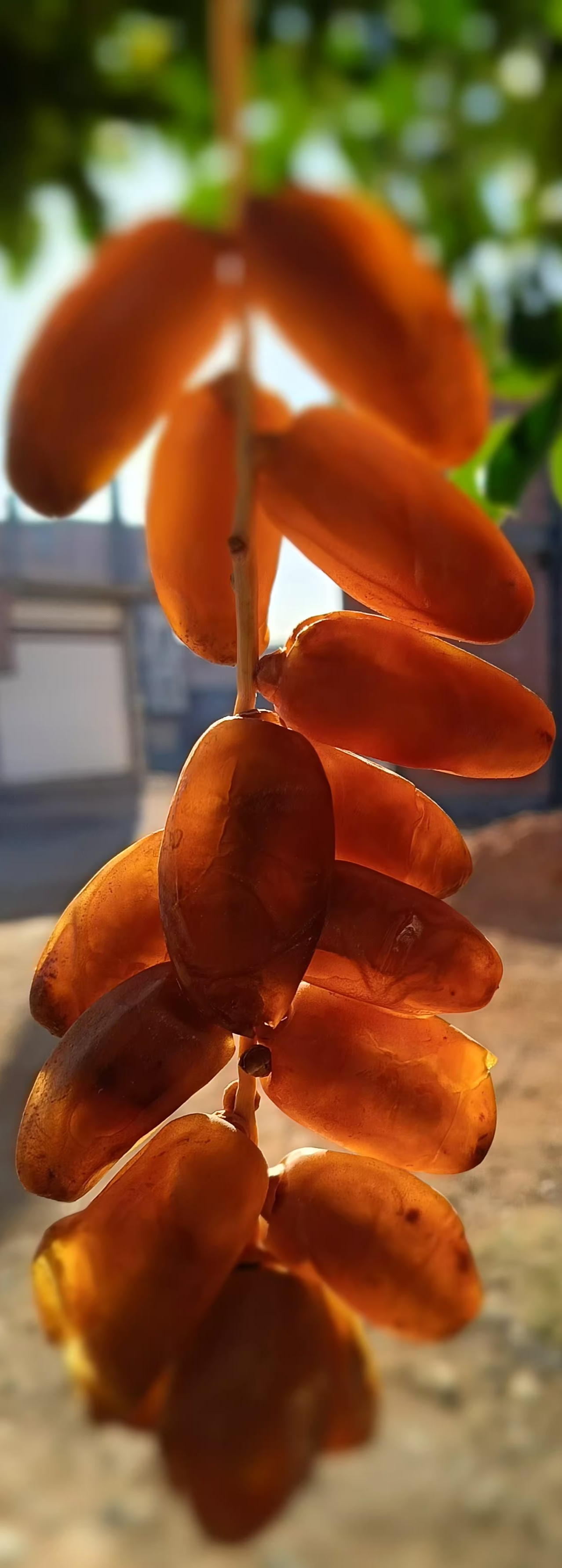 سبلة جودة ممتازة