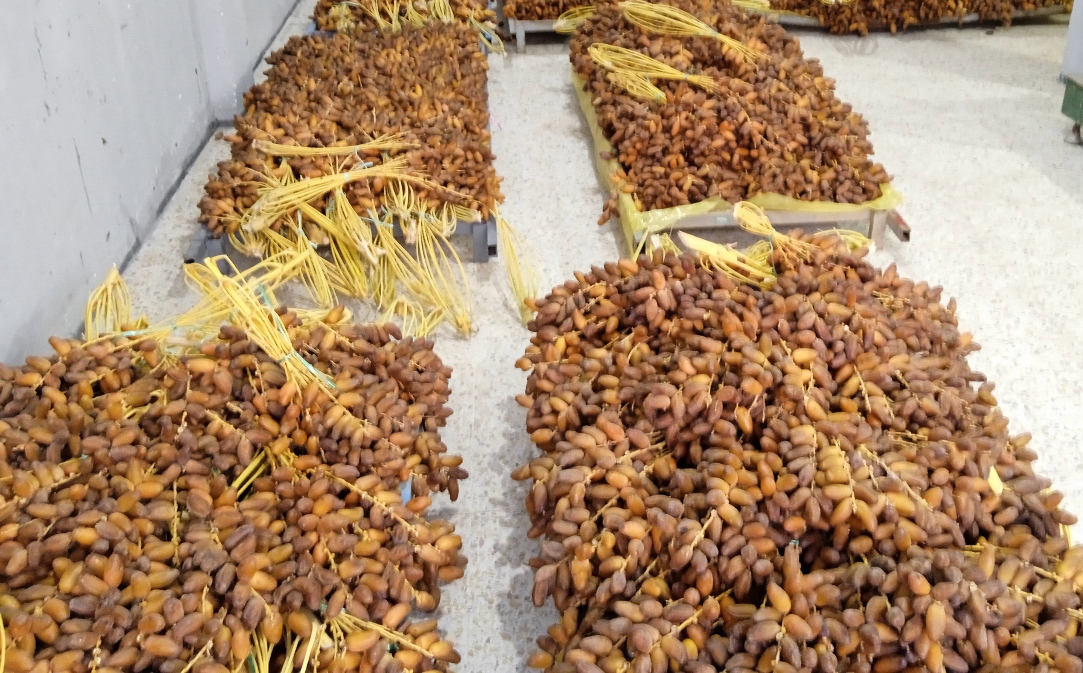عرجون نوعية ممتازة